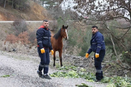 Yılkı atlarına kış desteği