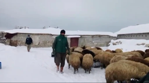 Sibirya soğukları besicileri zorluyor
