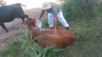 Sıcak hava merada otlayan hayvanları strese sokuyor, süt verimini olumsuz etkiliyor
