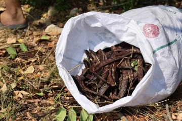 Şifa deposu keçiboynuzunda zorlu hasat başladı
