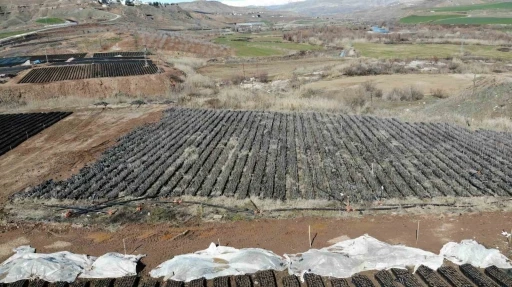 Siirt’te yetiştirilen fidanlar bölgenin fıstık ihtiyacını karşılıyor
