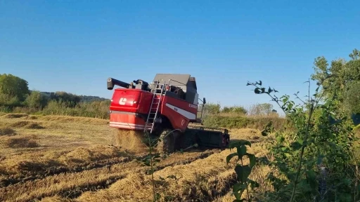 Sinop’ta çeltik hasadı
