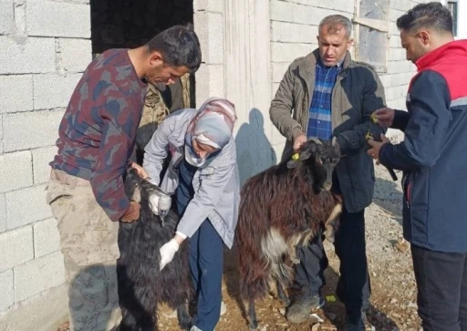 Şırnak’ta hayvan sağlığına yönelik kapsamlı çalışma
