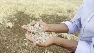 Sivas’ta dolu yağışı ekinlere zarar verdi
