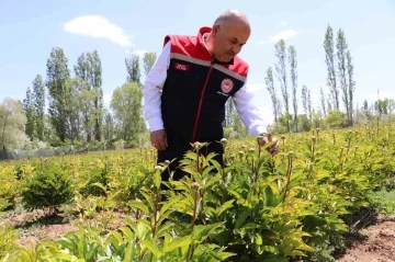 Sivas’ta Şakayık çiçeği hasadı başladı
