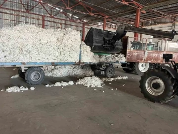 Söke TARİŞ Pamuk Kooperatifi sezonun ilk pamuğunu aldı
