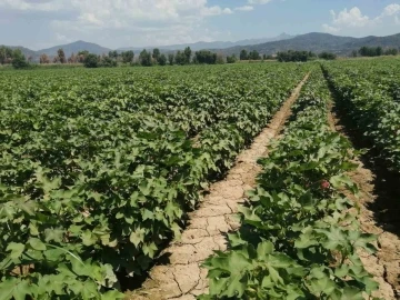 Sökeli pamuk üreticilerine ’mücadele’ çağrısı
