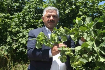 Soydan: “Fındıkta açıklanan rekolte tahminleri gerçeği yansıtmıyor”
