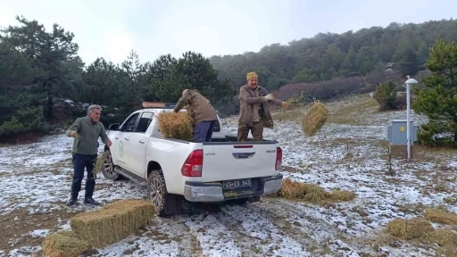 Spil’de yaban hayatı unutulmadı
