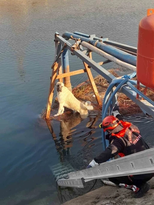 Sulama kanalındaki köpek kurtarıldı
