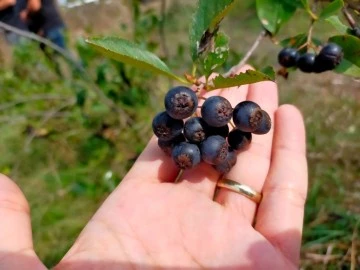 Süper Meyve Aronya Hasadı Başladı