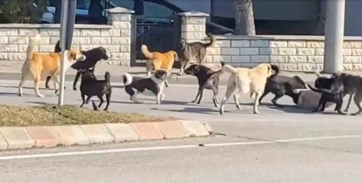 Saldırgan Köpekler Vatandaşları Tedirgin Etti