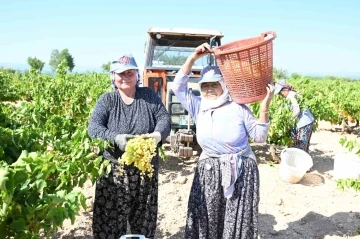 Susuz yetişen meşhur Bekilli üzümünde hasat zamanı
