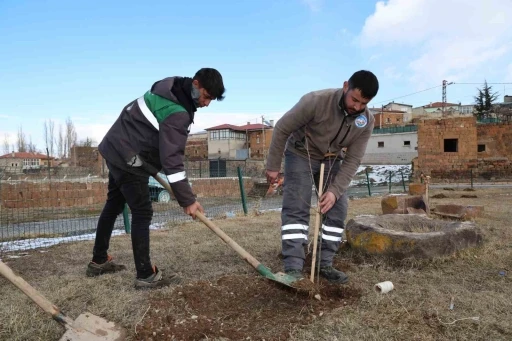 Talas kırsalındaki kamu alanlarına kestane fidanı
