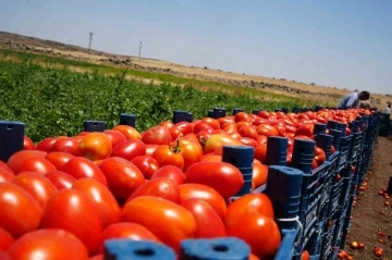 Tarlada 5 TL’den satılan domatesin kavurucu sıcak altında hasadı başladı
