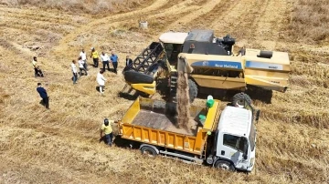 Tarsus’ta yerli tohum buğday hasadı yapıldı
