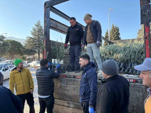 Tavaslı çiftçilere zeytin fidanları dağıtıldı
