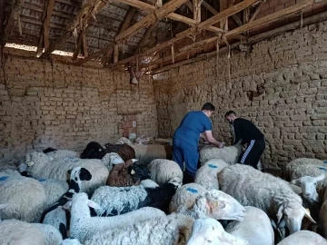 Tek tırnaklı hayvan kimlik tespiti ve muayene işlemleri yapıldı
