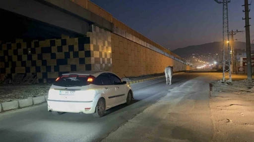 Tırdan kaçarak şehir turuna çıkan angus iğneyle bayıltılarak yakalandı
