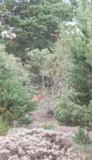 Tokat’ta bir vatandaş gördüğü vaşakı kışkışladı
