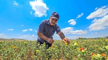 Tokat’ta ilk kez ekti, şimdi satacak yer arıyor
