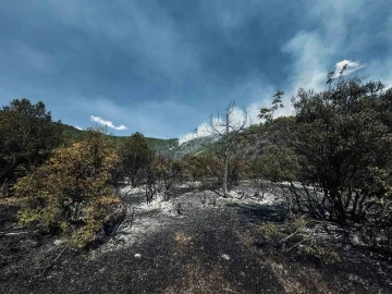 Tokat’ta orman yangını büyümeden söndürüldü
