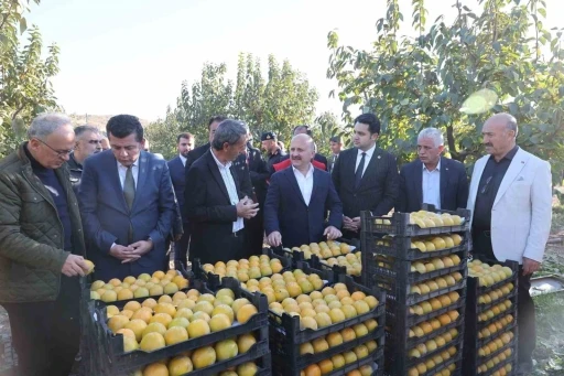 Trabzon hurmasının hasadı başladı
