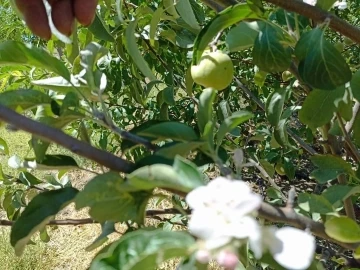 Tunceli’de elma ağacı, üzerinde meyve varken aynı zamanda çiçek açtı
