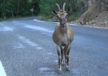 Tunceli’de tuz için karayoluna inen koruma altındaki yaban keçileri görüntülendi
