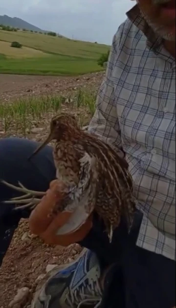 Türkiye’de nadir görülen Gallinago kuşu yaralı halde bulundu
