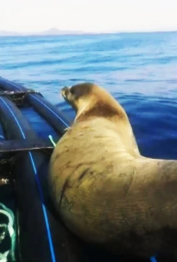 Muğla Kıyılarında Akdeniz Foku Görüntülendi