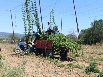 Türkiye’de sadece Bilecik’te yetişen endüstriyel bitkide hasat zamanı
