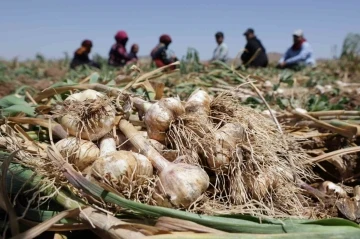 Türkiye’nin organik sarımsağında hasat başladı
