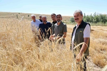 Türkiye’nin tahıl ambarında hasat erken başladı, rekolte yüz güldürdü
