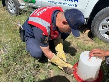 Uçamayan kerkeneze Jandarma kol kanat oldu
