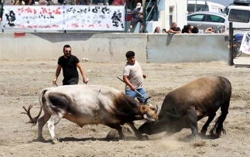 Ula arenasında yılın ilk boğa güreşi
