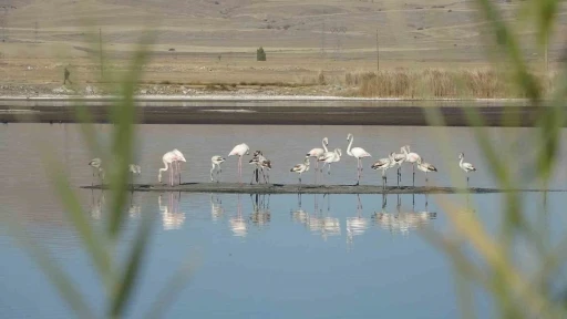 Ulaş Gölü’nde flamingo sürprizi, kuraklıkla boğuşan göl renklendi
