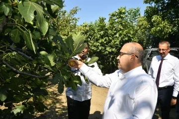 Vali Ustaoğlu Havran’da incir hasat etti
