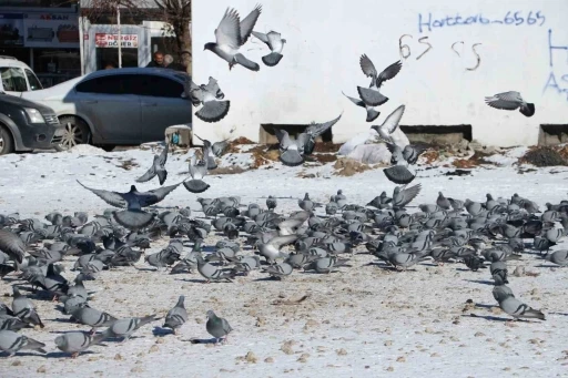 Van’da güvercinlerin yem mücadelesi büyüledi
