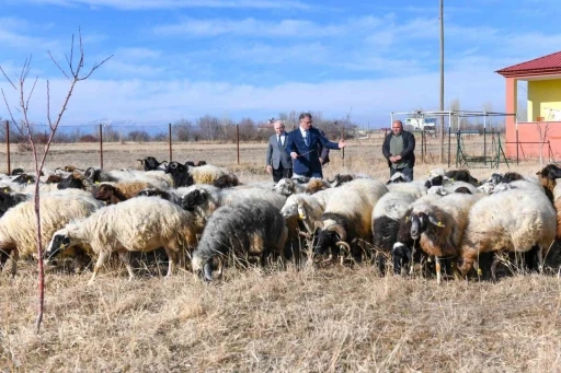 Van’da koyunculuk projesi başarıyla devam ediyor
