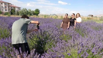 Van’da rengarenk tıbbi bitkilerin hasadı yapıldı
