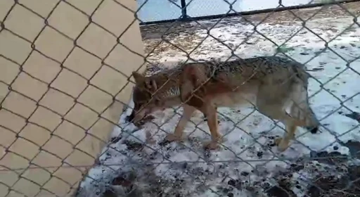 Van’da tedavisi tamamlanan kurt doğaya bırakıldı
