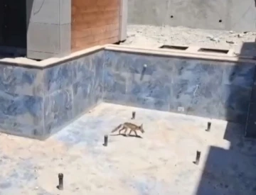 Villa inşaatındaki havuza düşen tilkiler kurtarıldı

