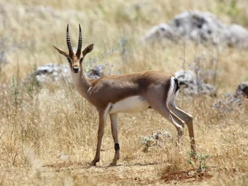 Yaban hayatı büyük tehlike altında
