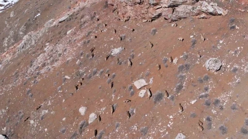 Yaban keçileri karayolu kenarına kadar indi
