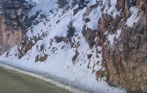 Yaban keçileri, yiyecek bulmak için Seydişehir-Antalya kara yoluna indi
