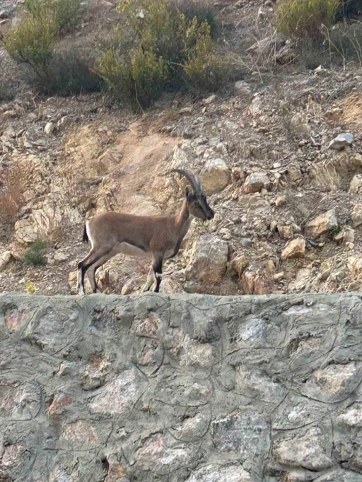 Yaban keçisini avladı, &quot;Domates yıkıyordum&quot; savunmasıyla şaşırttı
