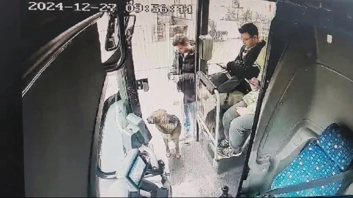 Yağmurdan kaçan köpek çareyi otobüse sığınmakta buldu
