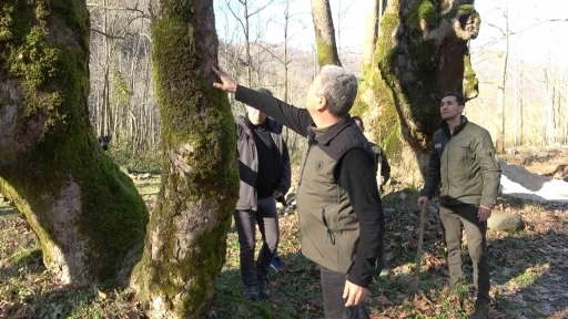 Yalova’da hastalık bulaşan çınar ağaçları kuruyor
