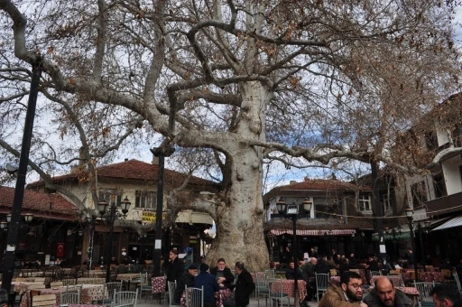 Yalvaç’ın 825 yıllık çınar ağacı tarihe köklü bir tanıklık yapıyor
